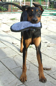 A Wonderful Dobie