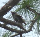 Side view of speckled bird