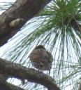 Back view of speckled bird