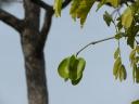 Seed pod