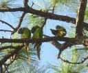 Conure Parrots in my tree