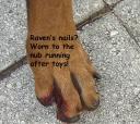 Raven’s worn down nails