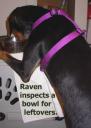 Raven in Bowl