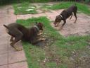 Bouchard and Ginger play