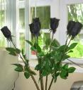 Black Roses