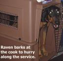 The ever-demanding Raven