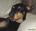 Baby, DoberDiva