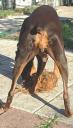 Ginger digging into her coconut