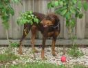 Ginger holds onto Luigi’s ball