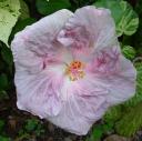 Lovely lilac colored hibiscus.