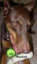 Bouchard with yellow ball and Nylabone