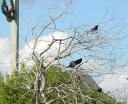 Festive crows