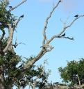 Crows decorate trees beautifully