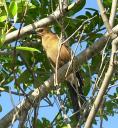 Stunning yellow bird