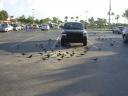 Feeding frenzy in front of PetSmart