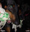 Pippin and Luna tugging on a Booda rope bone