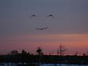 Such a pretty bird smile on a beautiful background of hueful sky