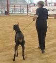 Red Dobie with Handler entered in advanced classes