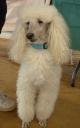 Lovely 14-year-old White Poodle Girl