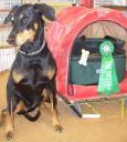 The Prizes for High Working Dog