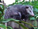 Possum visitor