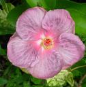 Dark Lilac Hibiscus Flower