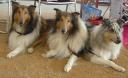 3 beautiful collies two owned by Lil and blue merle by Susan