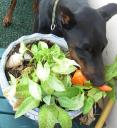 Luigi makes salad with potted plant and orange cuz ball