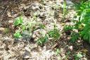 Corn Plants and a Squash plant