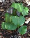 Sweet Potato plant