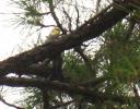 Wild Fort Doberdale Cockatiel of June 11, 2008