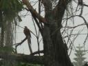 A dove holding steady in the pelting rain and winds.