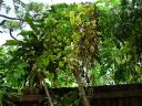 The storm blew a neighboring overgrown vine and tree limb over my fence and onto my corn plant!