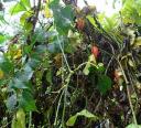 Wild peppers growing at will.