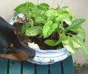 Raven points out the planter near the house, and under an awning, that is full of rain water.