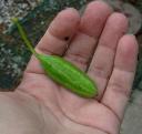 Cucumbers fell from the sky!