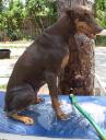 Bouchard all sudsy and wet.  He’s a good boy.  Mostly.