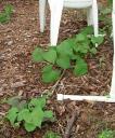 Sweet potato vine