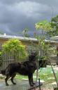 Annie searching for blooms and lizards against the backdrop of an approaching storm