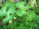 Droopy Eaten leaves