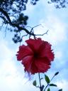 Lovely red hibiscus