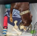 Ginger eating breakfast amongst her collection of Nylabones and other toys
