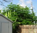 New Red Poinciana growing under utility lines