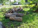 Pile of tree stumps