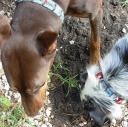 Bouchard finds his peanut while Taylor inspects what’s left.