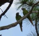 Kissing Birds