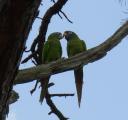 Romance in the trees