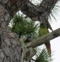 Bird Visitors at Fort Doberdale