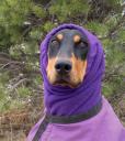 DoberSnood