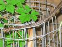 Corn Snake on top of rolled fencing